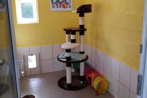 Pension intérieur chat