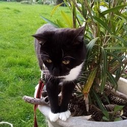 Tarzan en découverte de la pension canine et féline